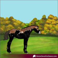 Horse Color:Bay Splash 