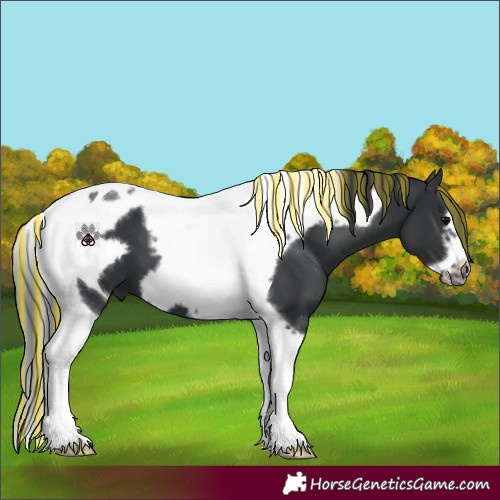Horse Color:Painted Black Tobiano Frame 