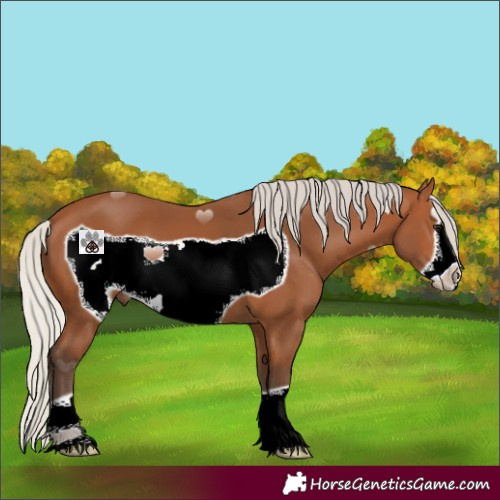 Horse Color:Silver Bay Frame 