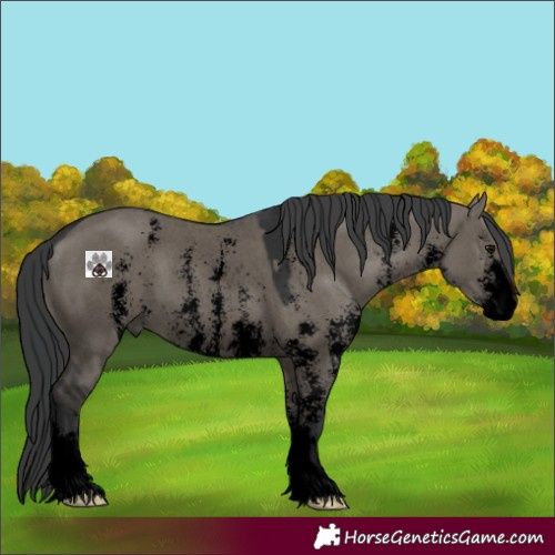 Horse Color:Void Grullo Sabino 