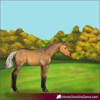 Horse Color:Gray Silver Buckskin Dun 