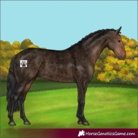 Horse Color:Void Brown Roan Dun 