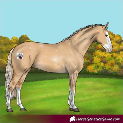 Horse Color:Palomino Dun Splash 