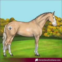 Horse Color:Palomino Dun Splash 