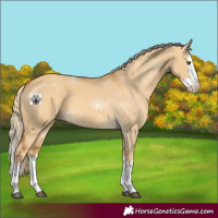 Horse Color:Palomino Dun Splash