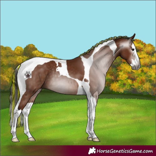 Horse Color:Gray Painted Bay Splash Tobiano 