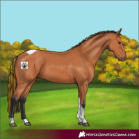 Horse Color:Painted Bay Tobiano 