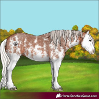 Horse Color:Silver Brown Sabino Splash