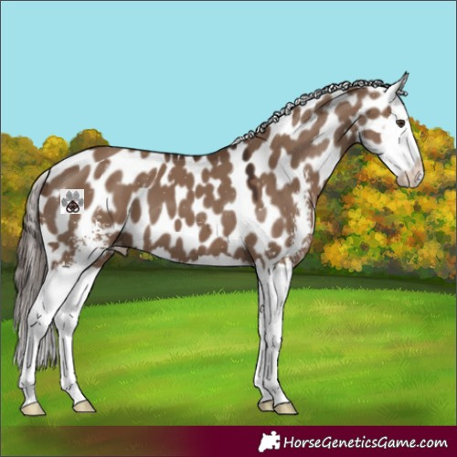 Horse Color:Liver Red Dun Sabino Splash Appaloosa 