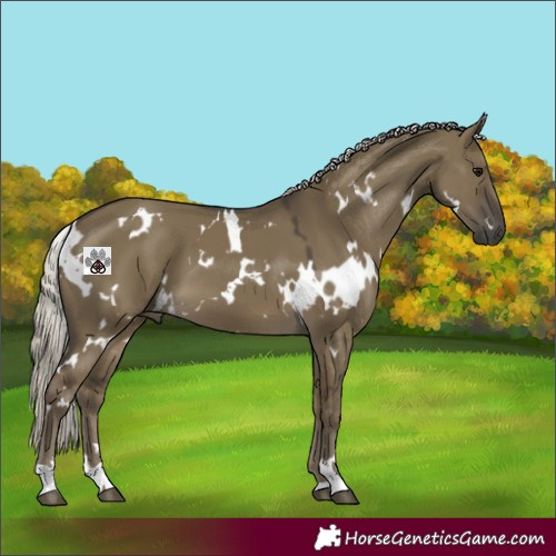 Horse Color:White Spotted Silver Smoky Grullo 