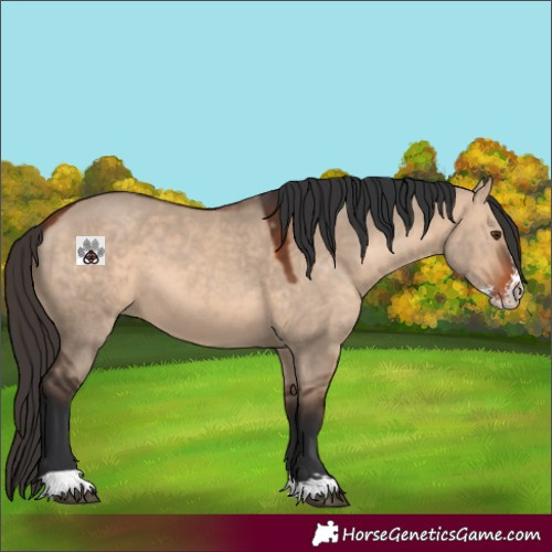Horse Color:Bay Dun Sabino 