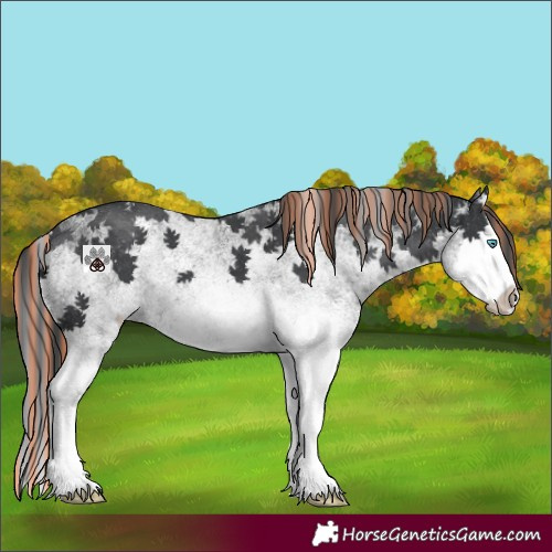 Horse Color:Painted White Spotted Black Splash Appaloosa 