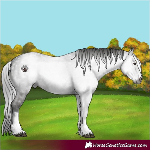 Horse Color:Gray White Spotted Smoky Black 