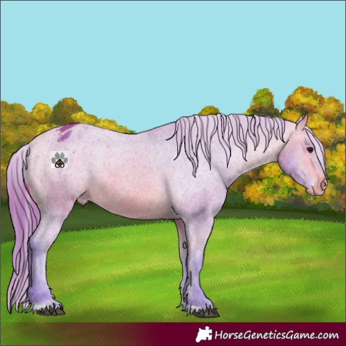 Horse Color:Watercolor Bay Appaloosa 