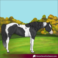 Horse Color:Black Splash Tobiano 