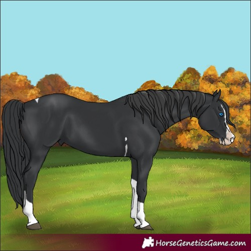 Horse Color:Black Splash Tobiano 