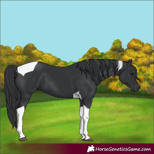 Horse Color:Black Tobiano 
