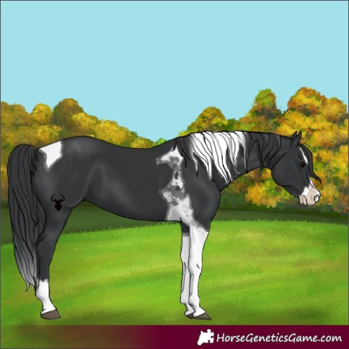 Horse Color:Black Splash Tobiano
