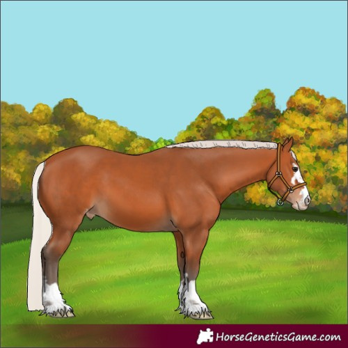 Horse Color:Silver Bay Appaloosa 