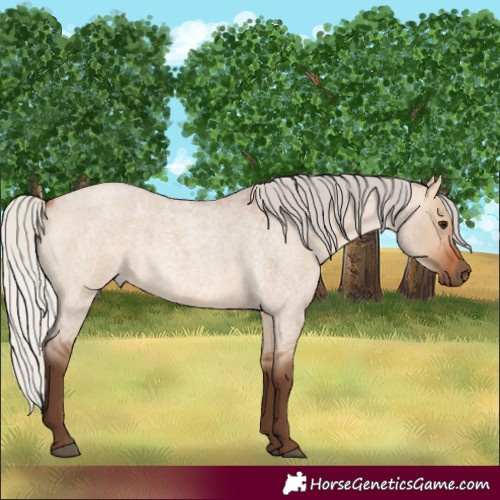 Horse Color:Silver Bay Roan Dun 