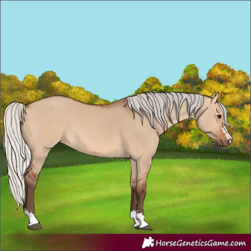 Horse Color:Silver Bay Dun 