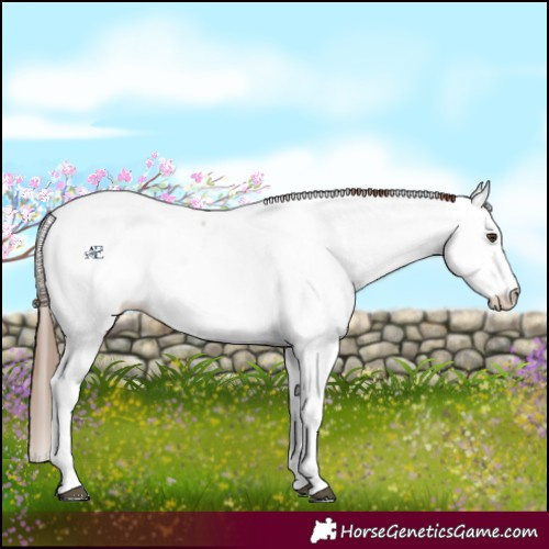 Horse Color:Chestnut Tobiano Fewspot 