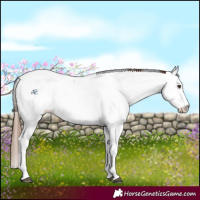 Horse Color:Chestnut Tobiano Fewspot 