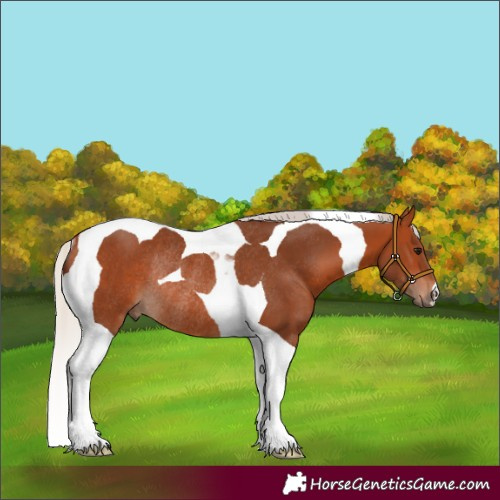 Horse Color:Silver Bay Tobiano Rabicano 