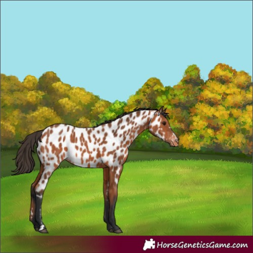 Horse Color:Bay Appaloosa 