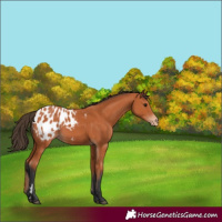 Horse Color:Bay Appaloosa