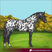 Horse Color:Black Appaloosa 