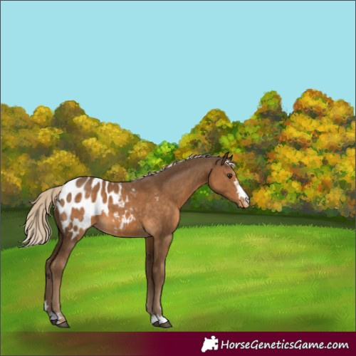 Horse Color:Chocolate Palomino Blanket 