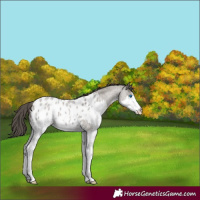 Horse Color:Smoky Grullo Roan Splash Blanket 