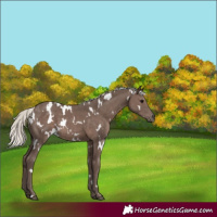 Horse Color:White Spotted Silver Black 