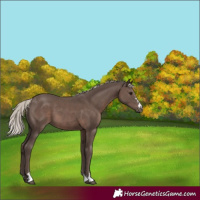 Horse Color:Silver Black 
