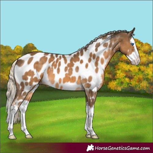 Horse Color:Chocolate Palomino Splash Near Leopard 