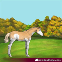 Horse Color:Palomino Splash 