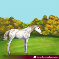 Horse Color:Chocolate Palomino Splash Appaloosa