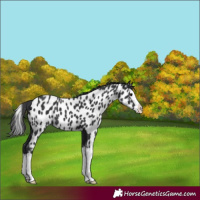 Horse Color:Black Splash Appaloosa 