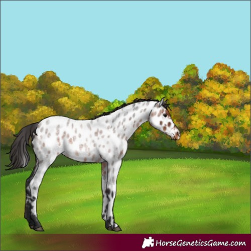 Horse Color:Brown Roan Appaloosa 