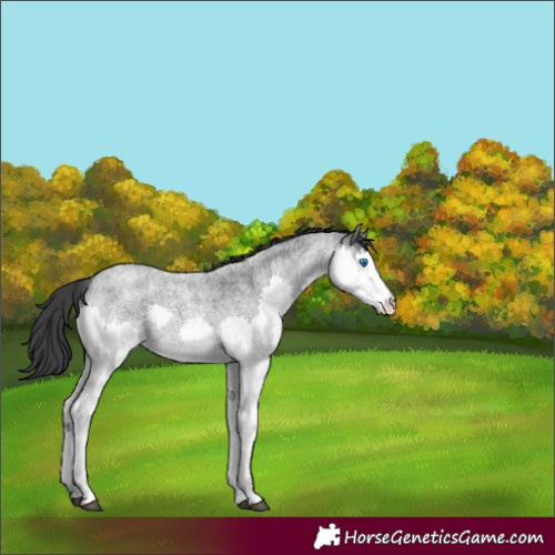 Horse Color:Blue Roan Splash 