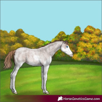 Horse Color:Liver Red Roan Splash 