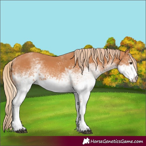 Horse Color:White Spotted Chestnut