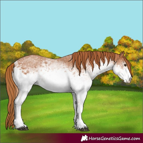 Horse Color:White Spotted Chestnut 