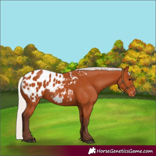 Horse Color:Silver Bay Appaloosa 