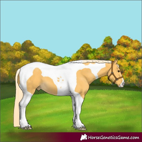 Horse Color:Palomino Tobiano 