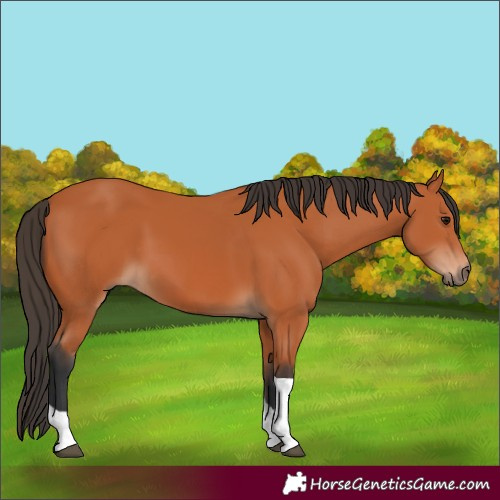 Horse Color:Bay Tobiano 