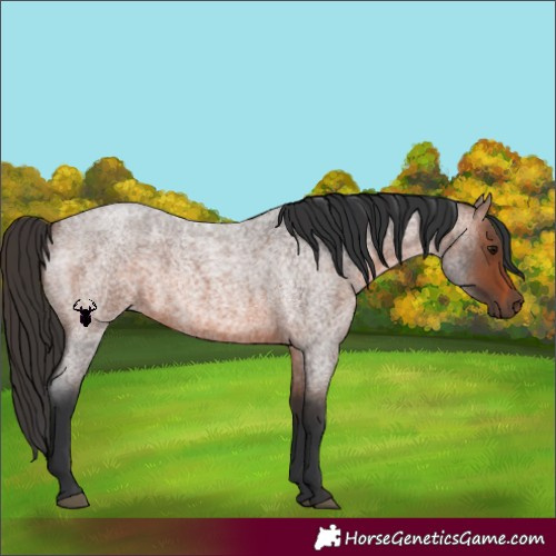Horse Color:Brown Roan 