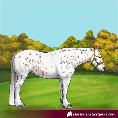 Horse Color:Brown Tobiano Leopard 