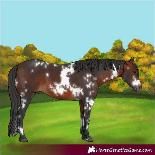 Horse Color:White Spotted Bay 